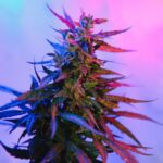 Odmiany Indica z historią – Afghan Kush, Hindu Kush, Master Kush